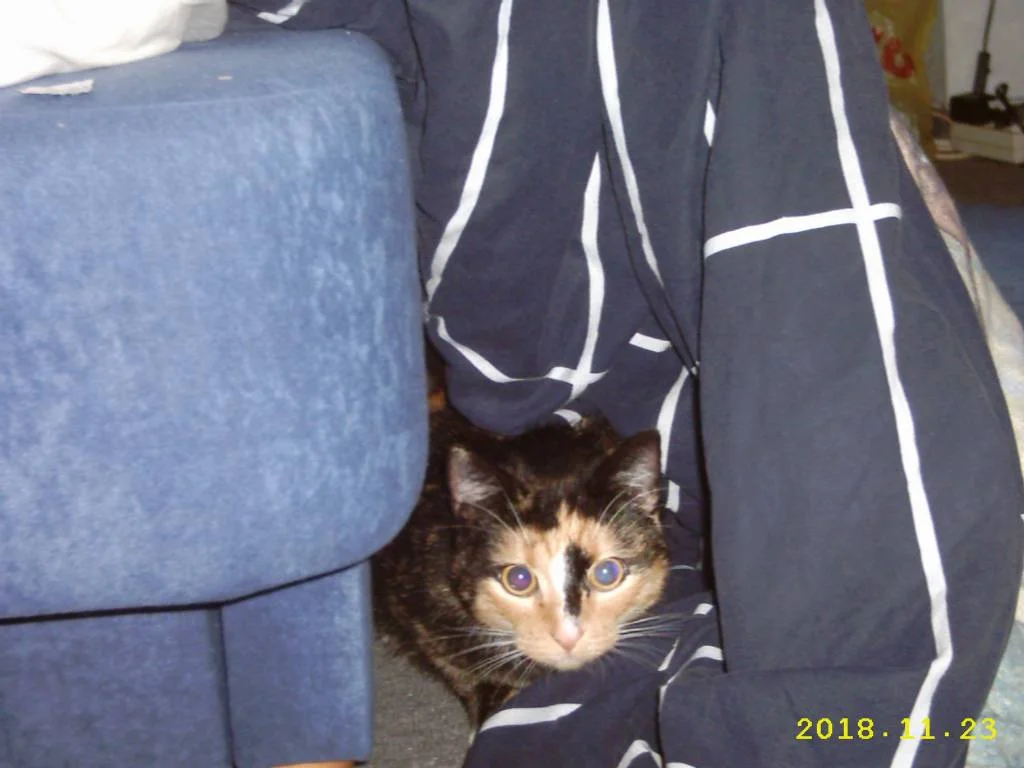 "kuckuck da bin ich"