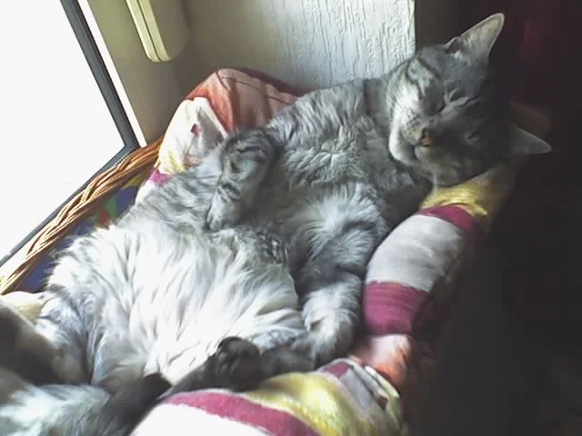 kuscheln..schlafen...ei was fürn Leben :)