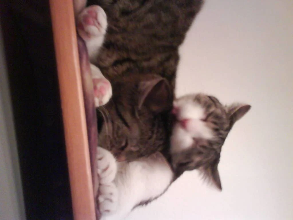 Lady Tietz-Mietz mit Lady Stasy bei ihrer Fellpflege