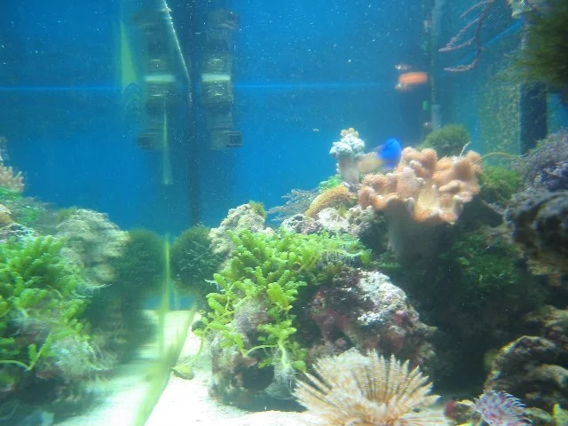 Längs ins Aquarium