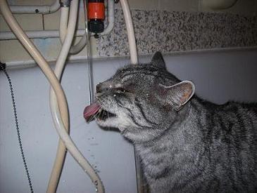 Leo liebt auch den Wasserhahn :-)
