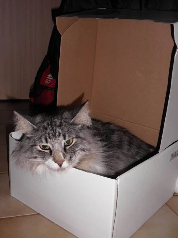 Leonchen der Schachtelkater:)!