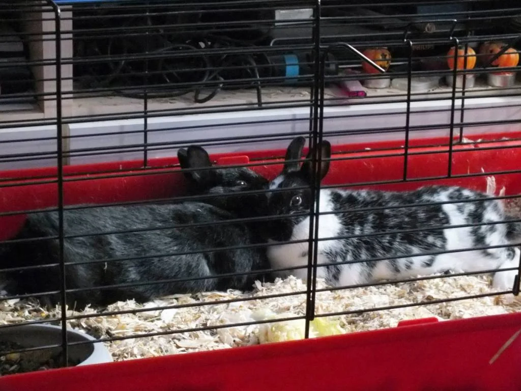 Liebe - Kuro und Zoey