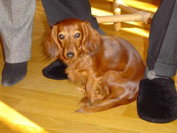 Lili, ein Dackelzwerg