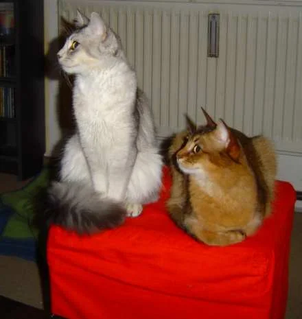 Linuy (silver) Java (wildfarben)