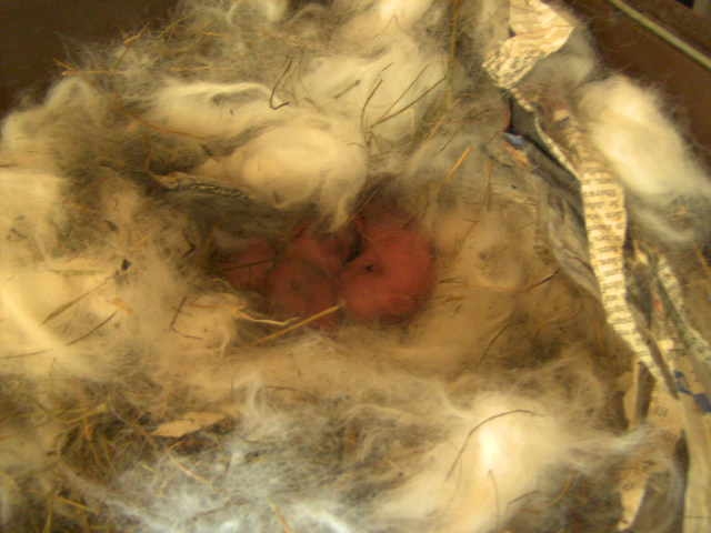 Lissi  Babies  26.04.09 13,30 geboren.jpg