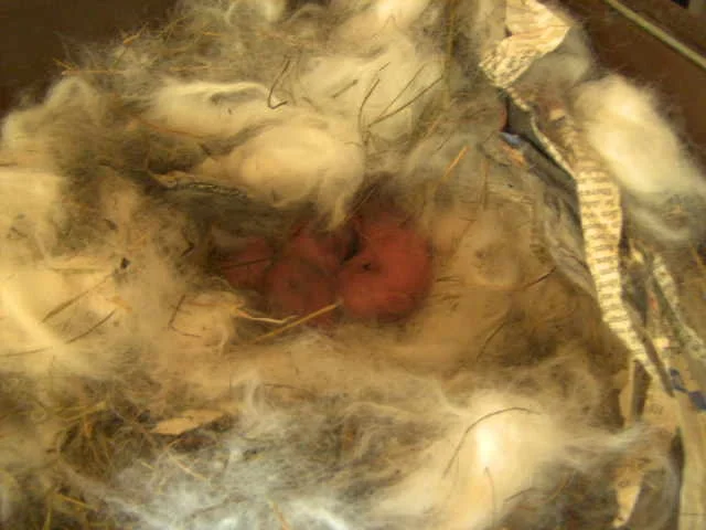 Lissi  Babies  26.04.09 13,30 geboren.jpg