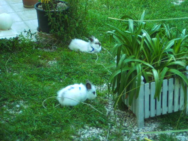 Lissi & Cleo im Gras 24.04.09.jpg