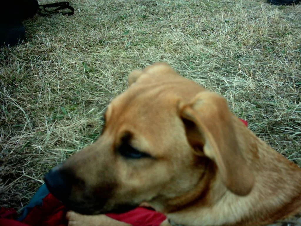 Lui hat genau aufgepasst beim Dogdance