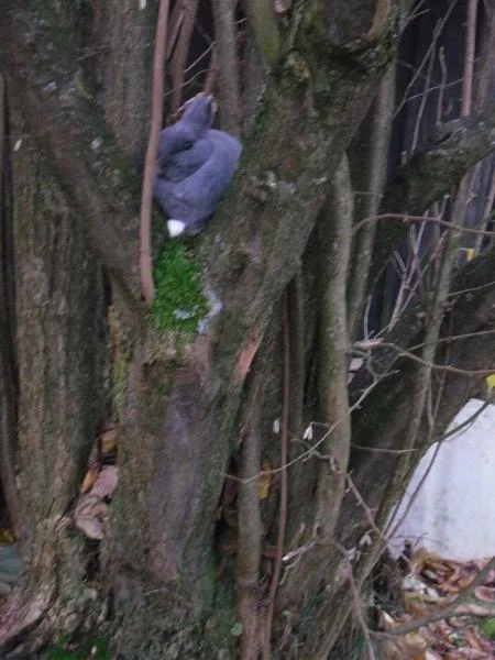 Luna auf dem Baum ;-)