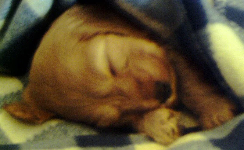 Luna ganz erschöpft