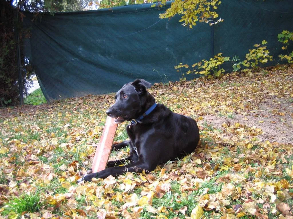 Maddox bei seiner Lieblingsbeschäftigung