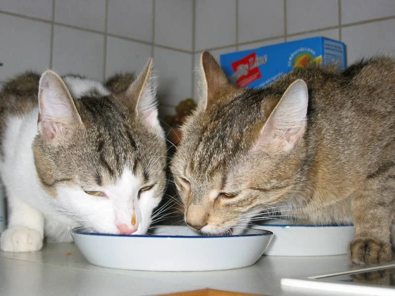 Mampffff. Der täglich Kampf um`s Futter