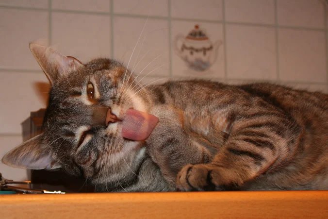 Manny bei der Morgenwäsche