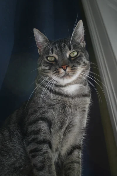 Manny - ein stolzer Kater