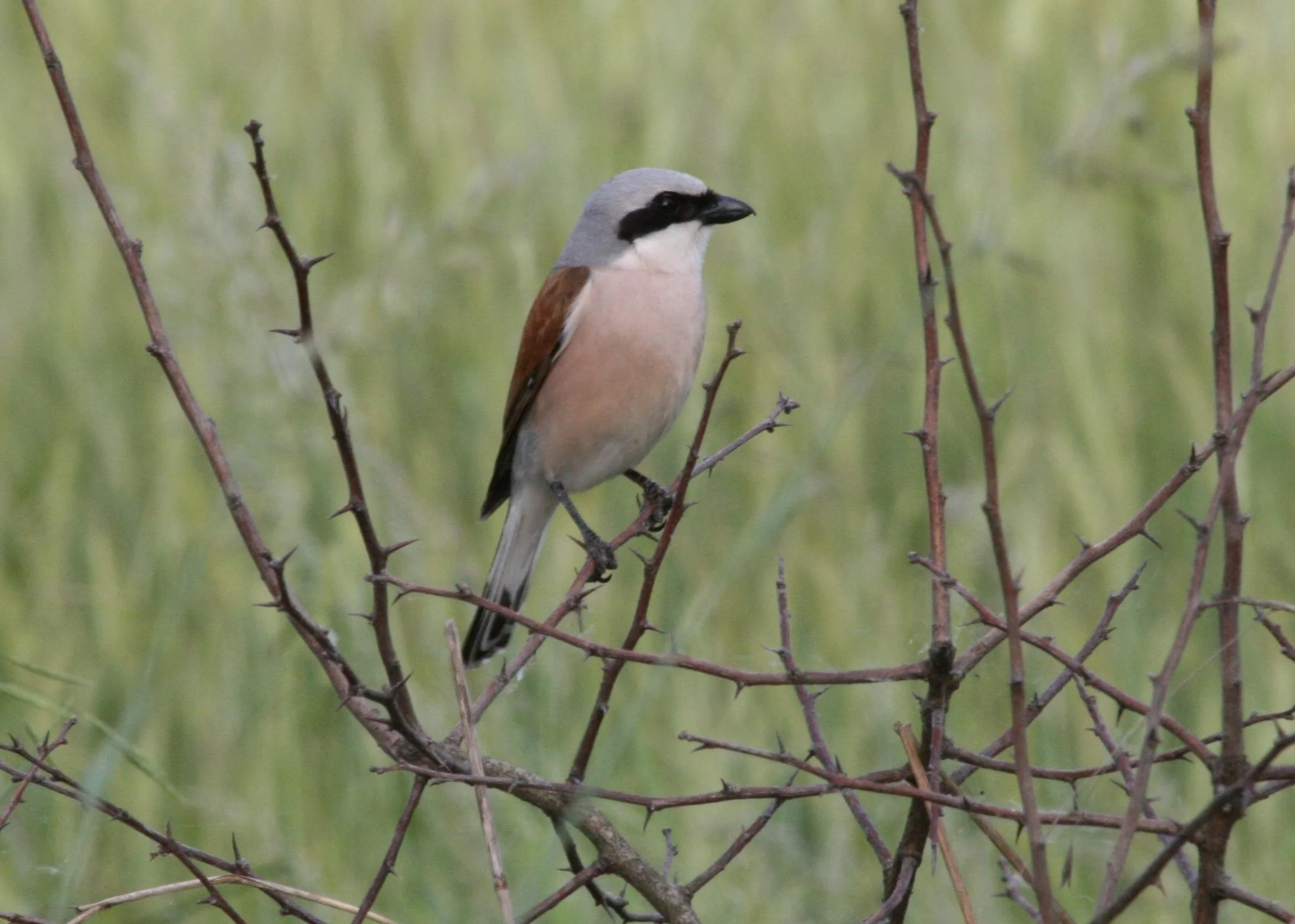 Masuren 166.1jpg.jpg