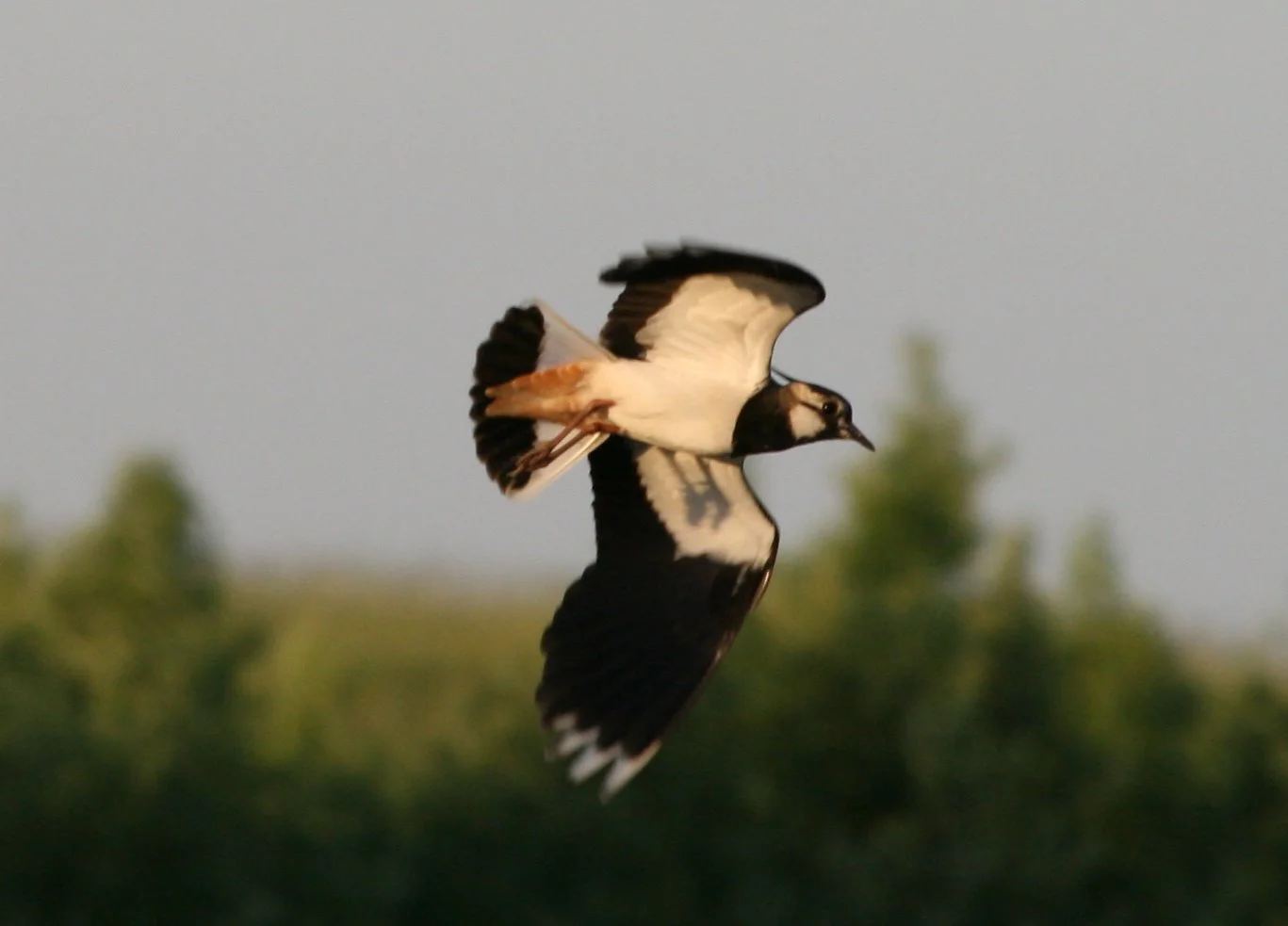 Masuren 214.1jpg.jpg