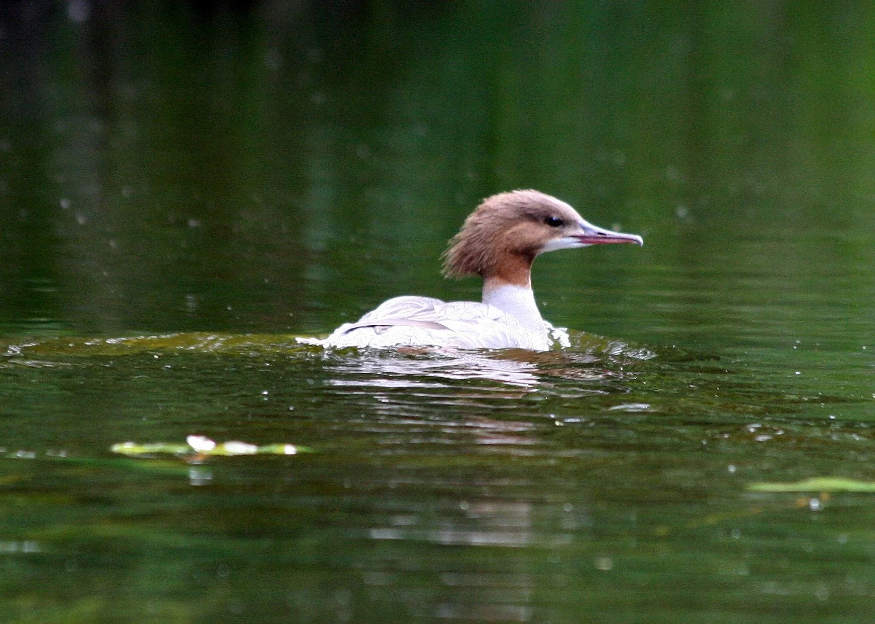 Masuren 270.1jpg.jpg