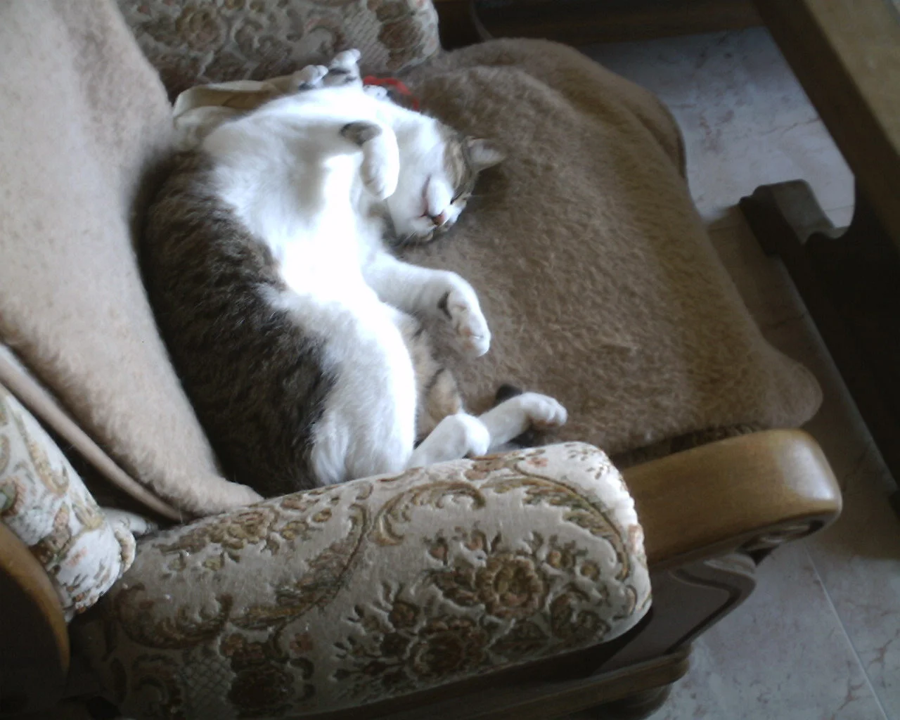 Mau-i auf dem Sessel 11.07.jpg
