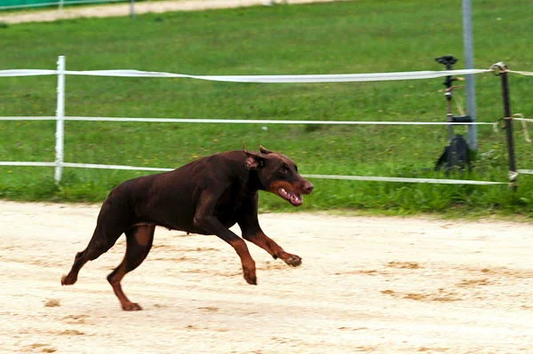Mausemüh im Rennfieber