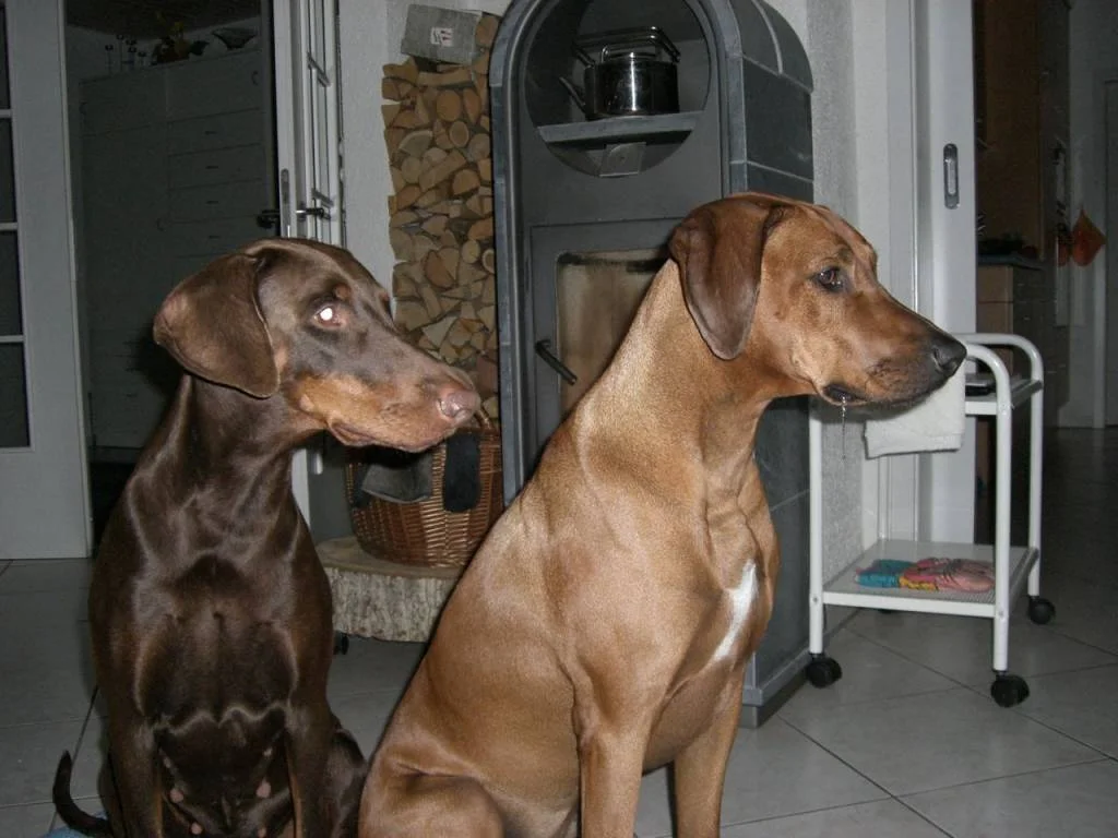 Mausemüh und Müpfi Püpfi vorm Kamin