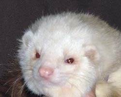 Max, der nicht mehr unter uns ist