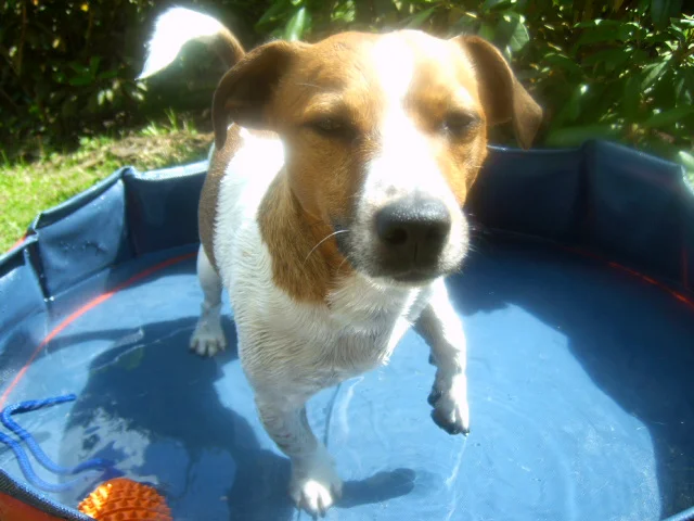 Max in seinem Mäxchenpool