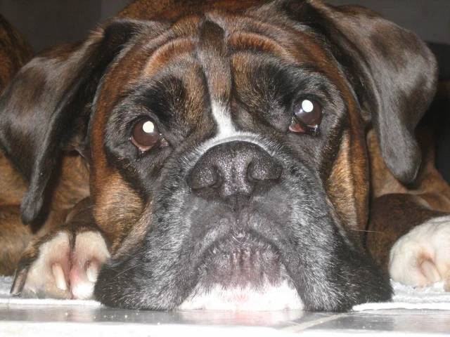 Mein Ayki, Boxerrüde Jan.08