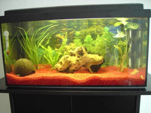 mein erstes Aquarium