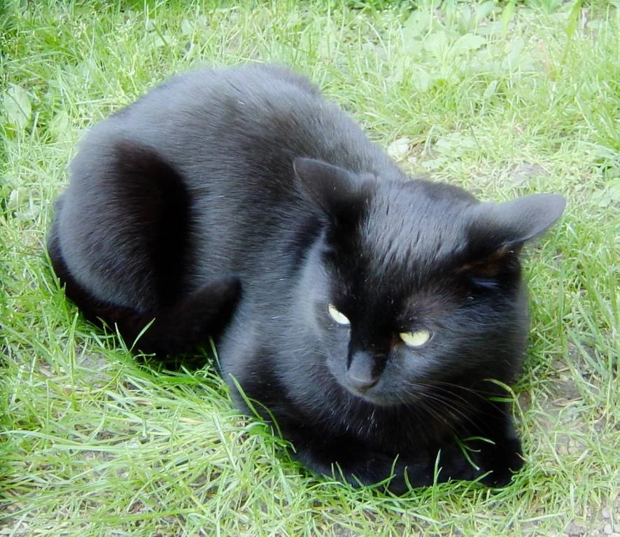 Mein kleiner Panther