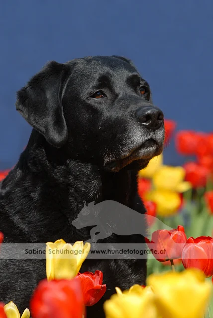 Mein Labrador Retriever