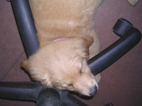 Mein Lieblingsschlafplatz im Büro