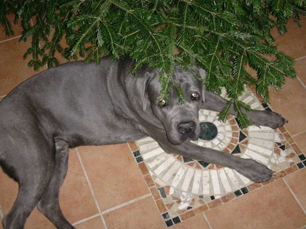 "Mein schönstes Weihnachtsgeschenk"