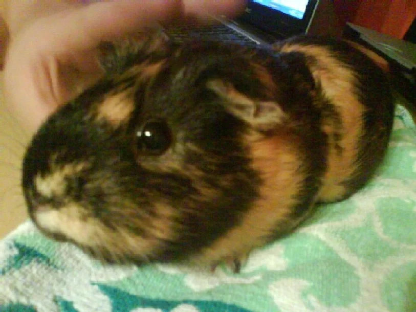 Mein Schweindi MaXima =)