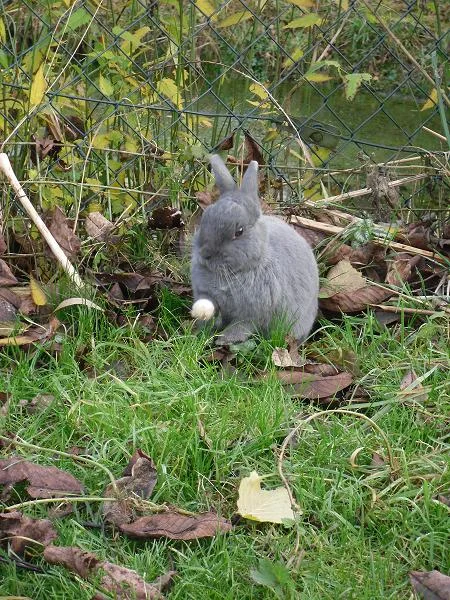Mein süßes Häschen "Luna"