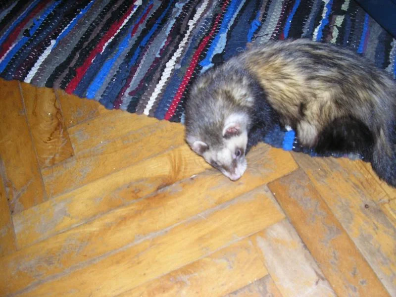 mein über alles geliebter, vermisster Kopfi