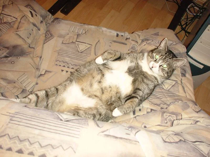 Mein Verstorbener Kater Chicco