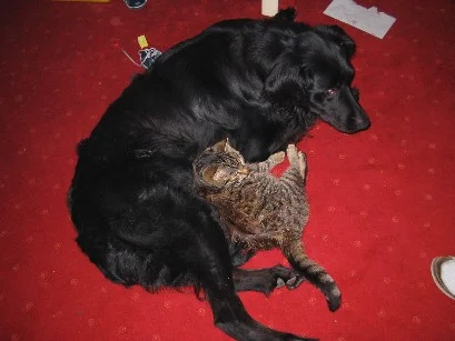 mein zotteliger Freund