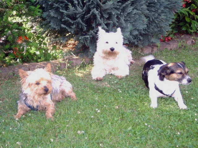 Meine besten Freunde