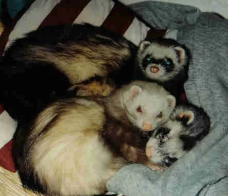 meine ersten drei - seufz