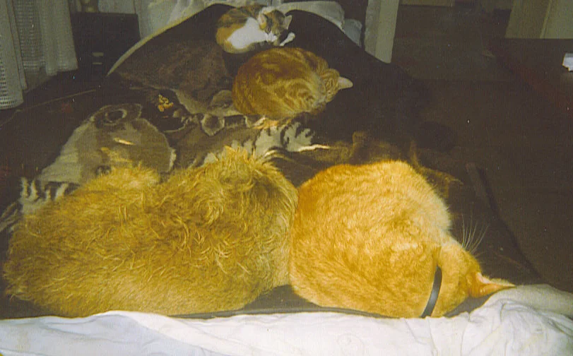 meine familie  3.jpg