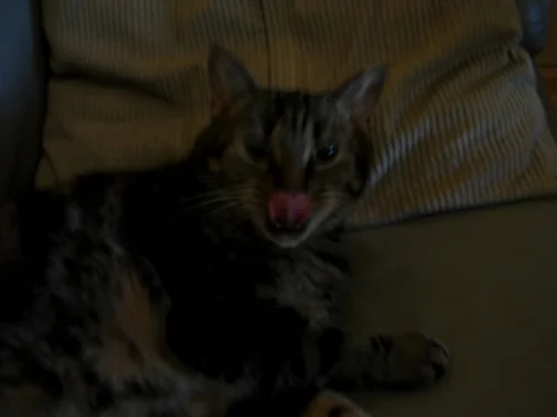 Meine Herz- Zunge im Dunkeln