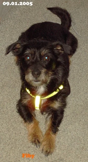 Meine Jagdterrier-Pekinesen-Mix-Hündin FIBY