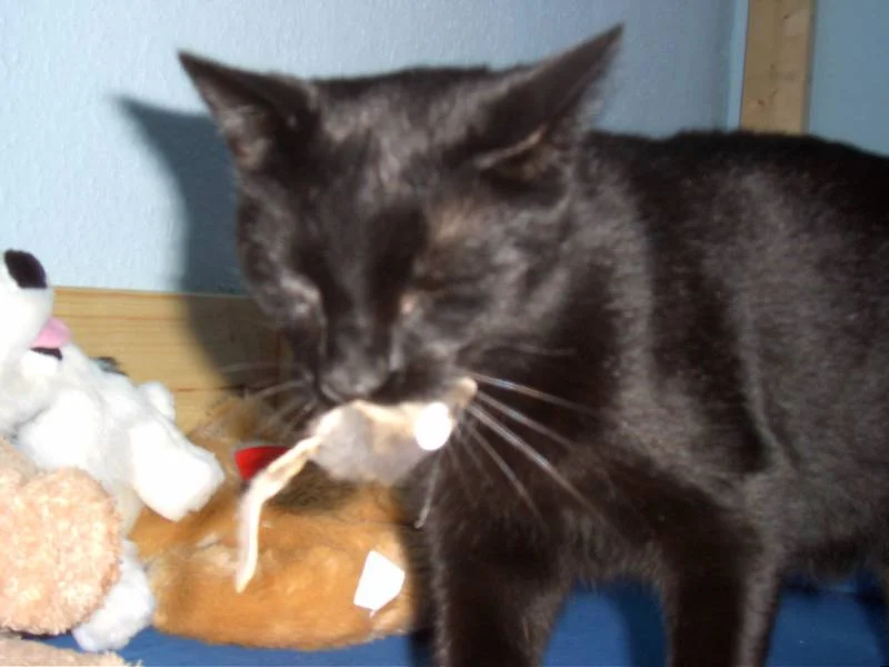 meine kleine raubkatze