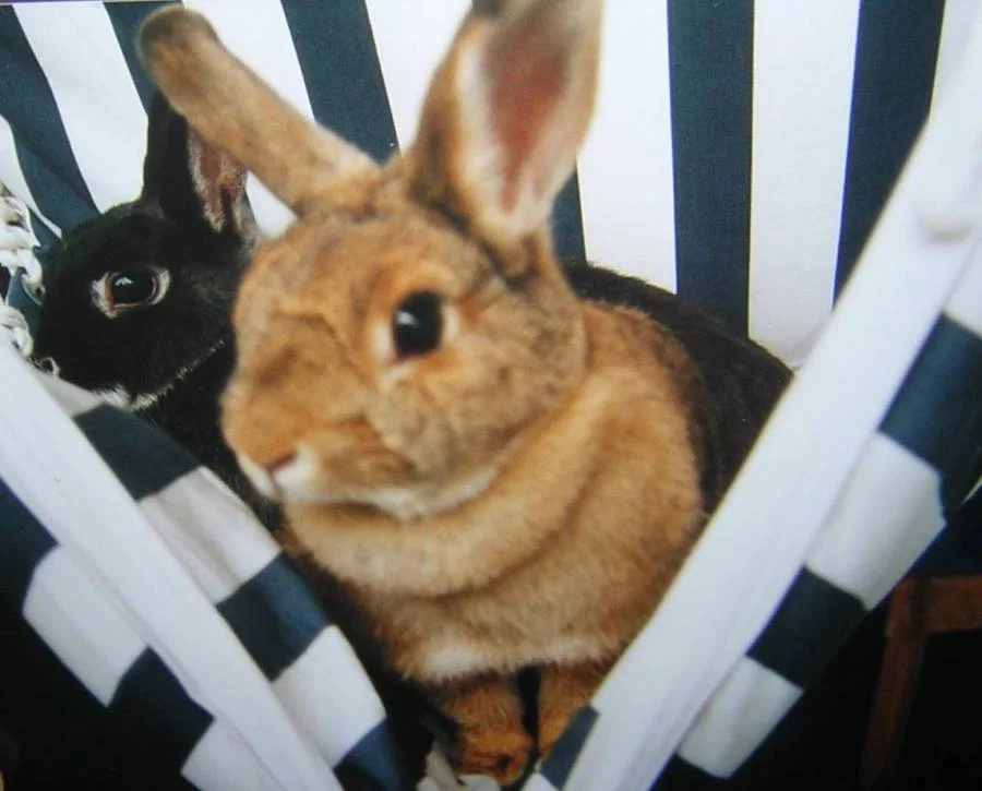 Meine Süßen im Hängestuhl