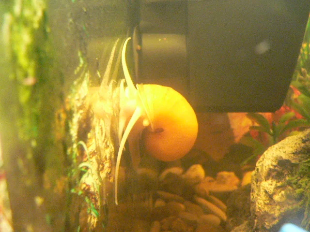 meine Wasserschnecke