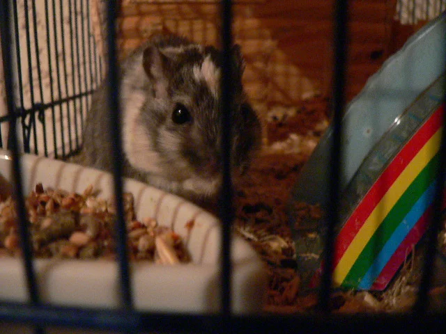 Meine Wüstenrennmaus Lillichen