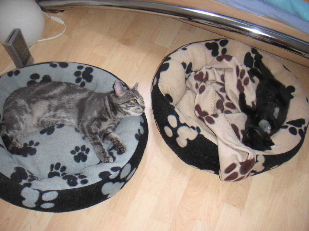 Meine zwei Schlafmützen