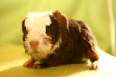 Merinoböckchen Arkono