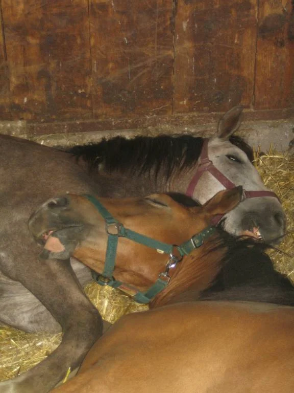Merlin und Sam im Tiefschlaf